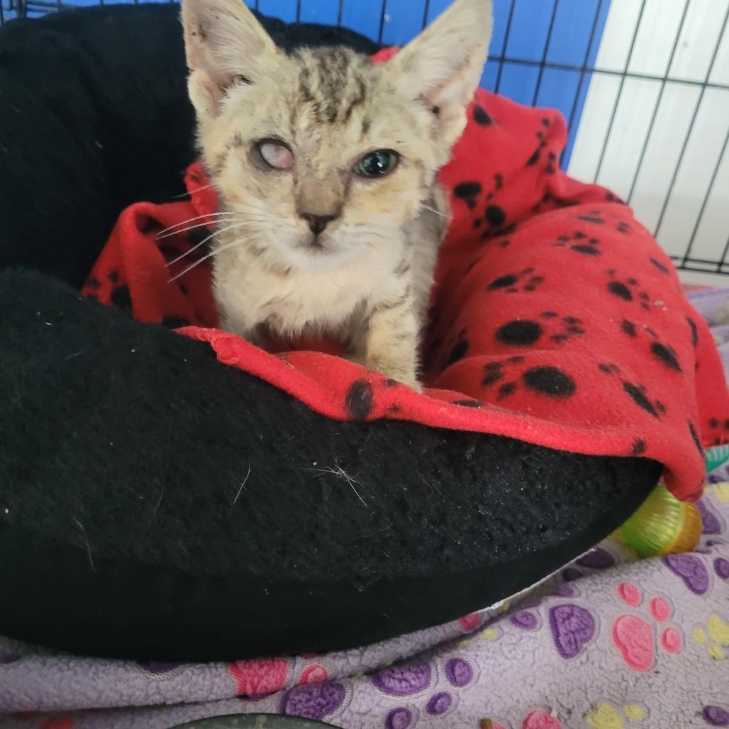 Simon, Adoptable, Kitten Male Domestic Short Hair.