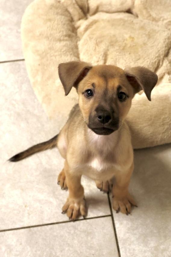 Enlarge Rebar, an adopted Shepherd in TUCSON, AZ image 3/3
