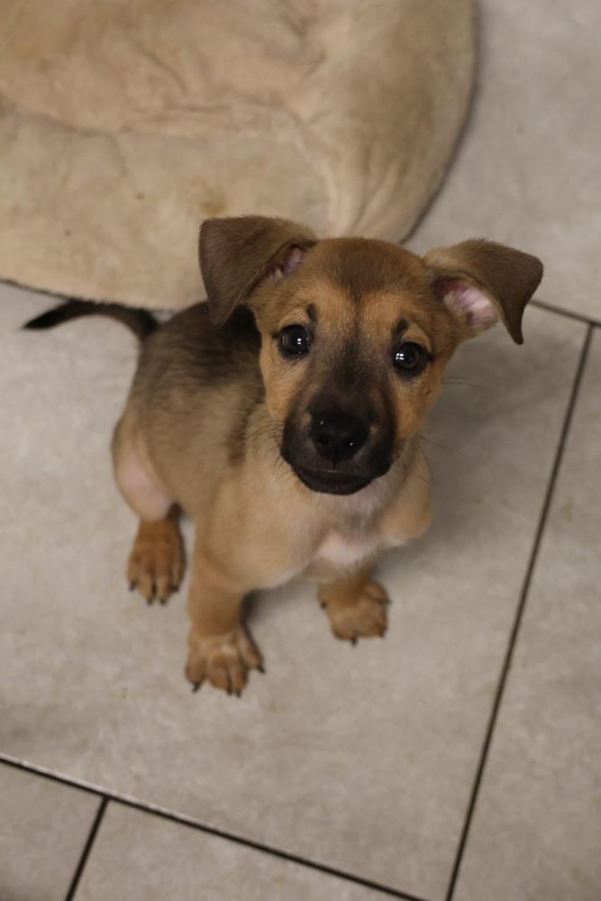 Enlarge Rebar, an adopted Shepherd in TUCSON, AZ image 2/3