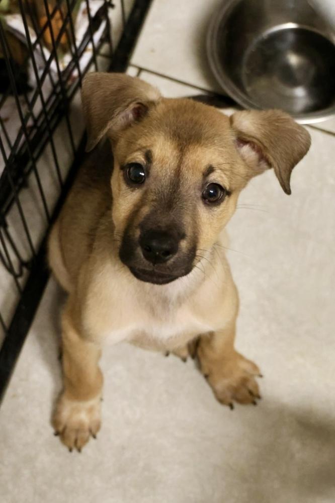 Rebar, adopted, Puppy Male Shepherd.