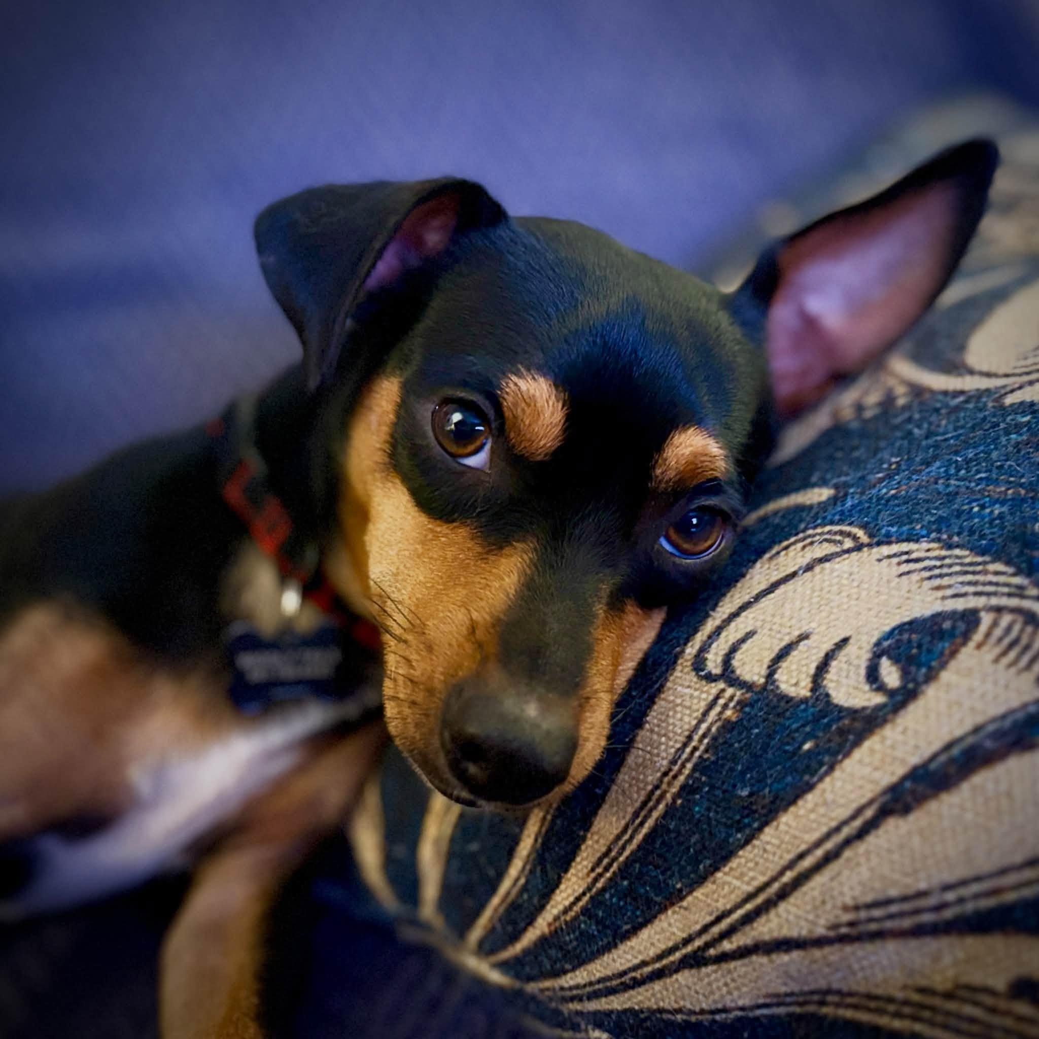 Enlarge Bandit, a Adoptable mixed breed in Eugene, OR image 4/5