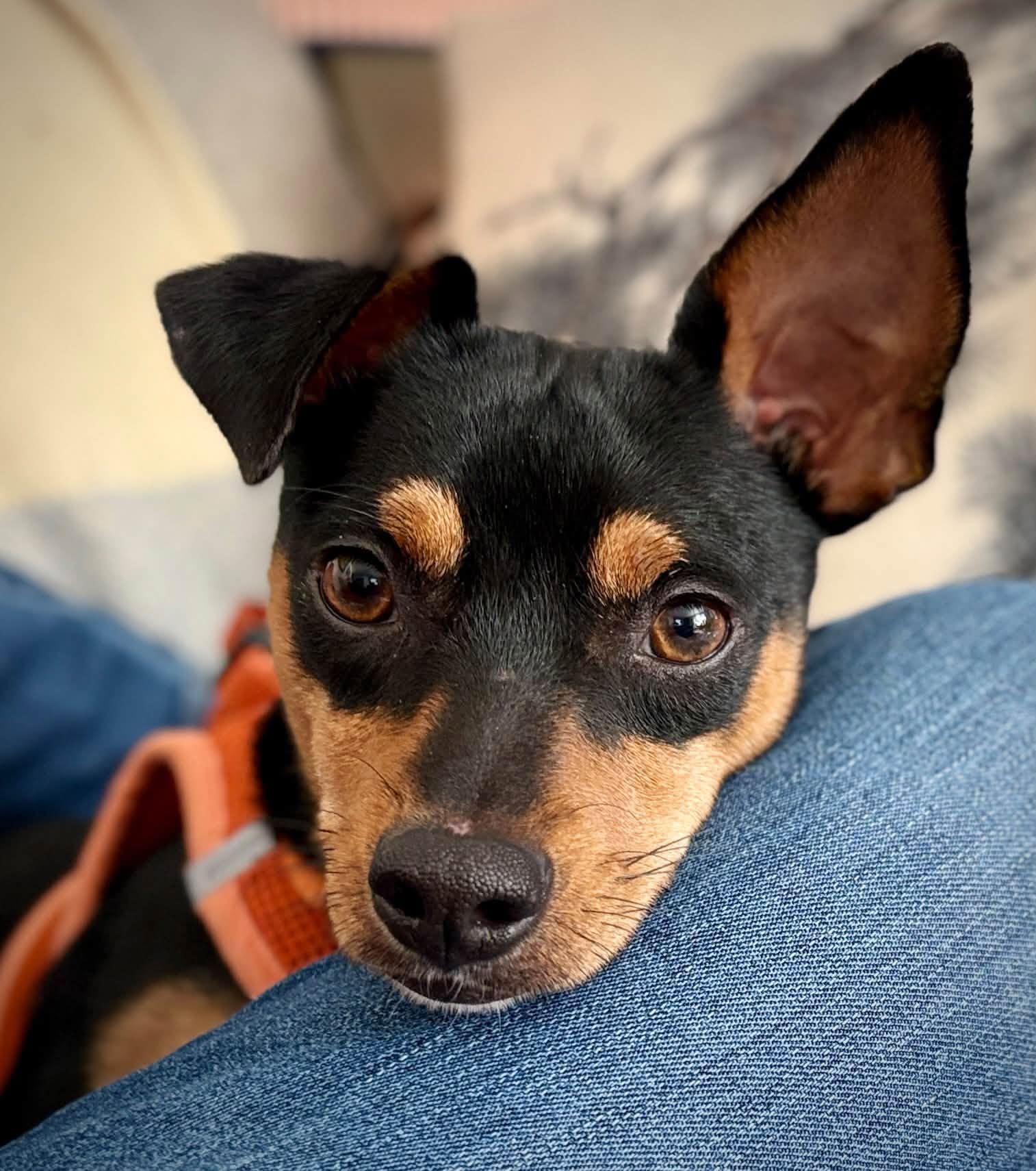 Enlarge Bandit, a Adoptable mixed breed in Eugene, OR image 5/5