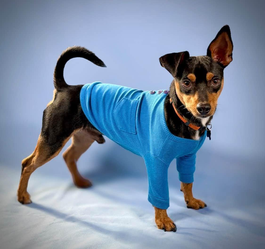 Enlarge Bandit, a Adoptable mixed breed in Eugene, OR image 2/5