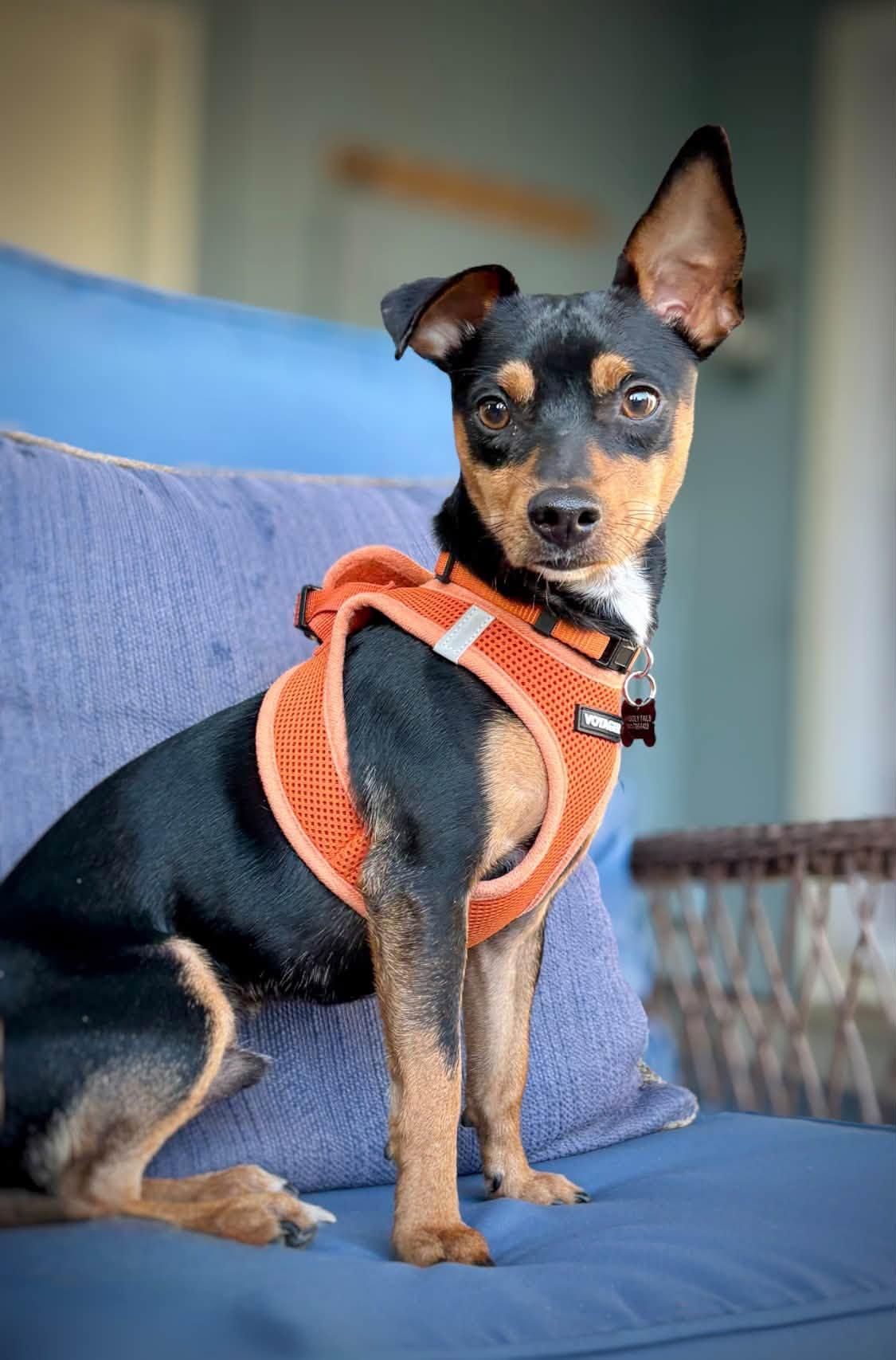 Enlarge Bandit, a Adoptable mixed breed in Eugene, OR image 3/5