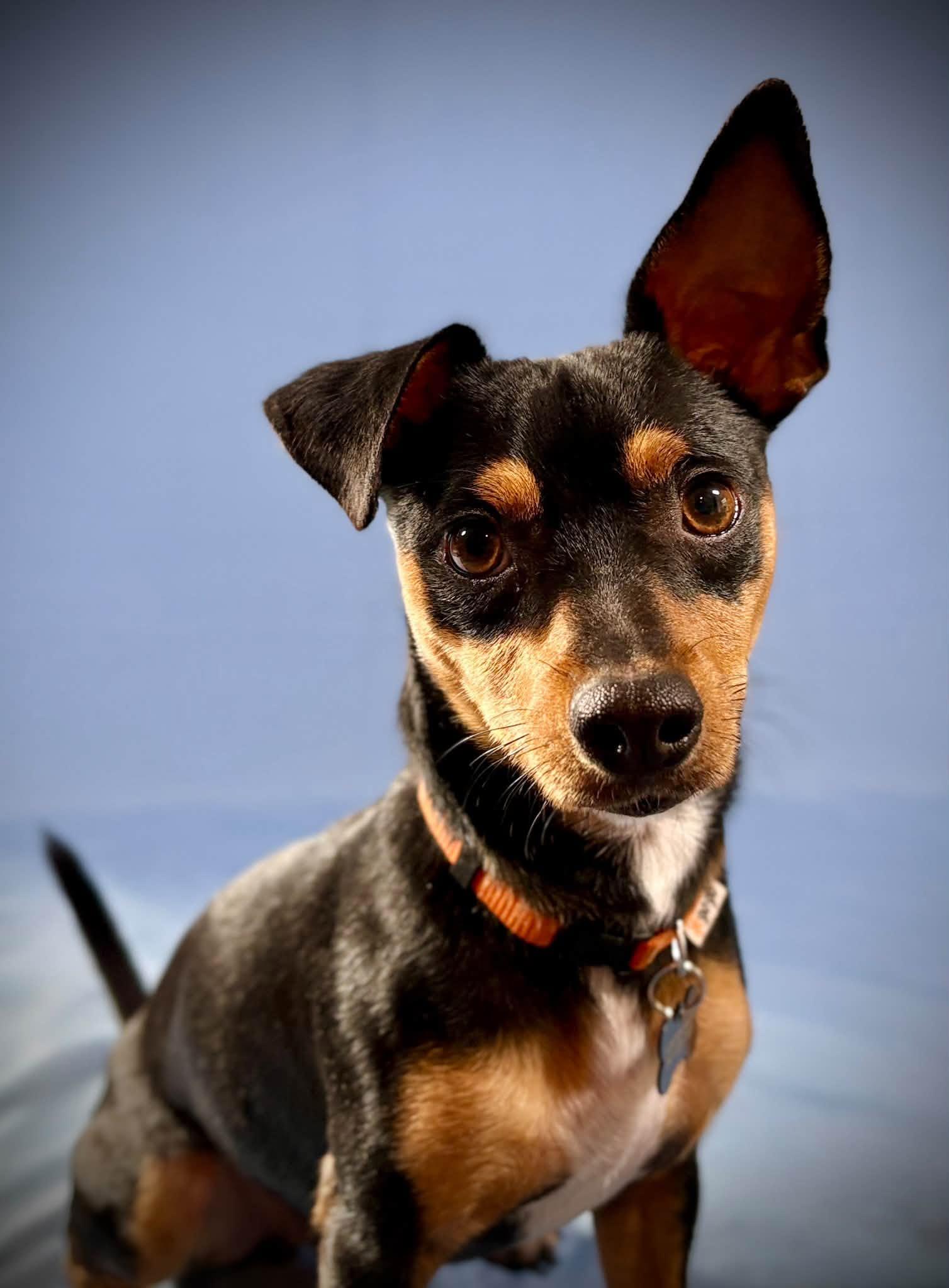 Enlarge Bandit, a Adoptable mixed breed in Eugene, OR image 1/5