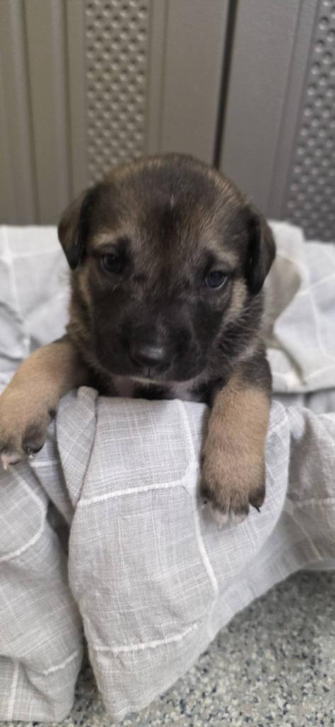 Enlarge Rume, a Adoptable mixed breed in Syracuse, IN image 1/2