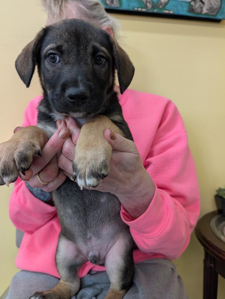 Enlarge Rume, a Adoptable mixed breed in Syracuse, IN image 2/2