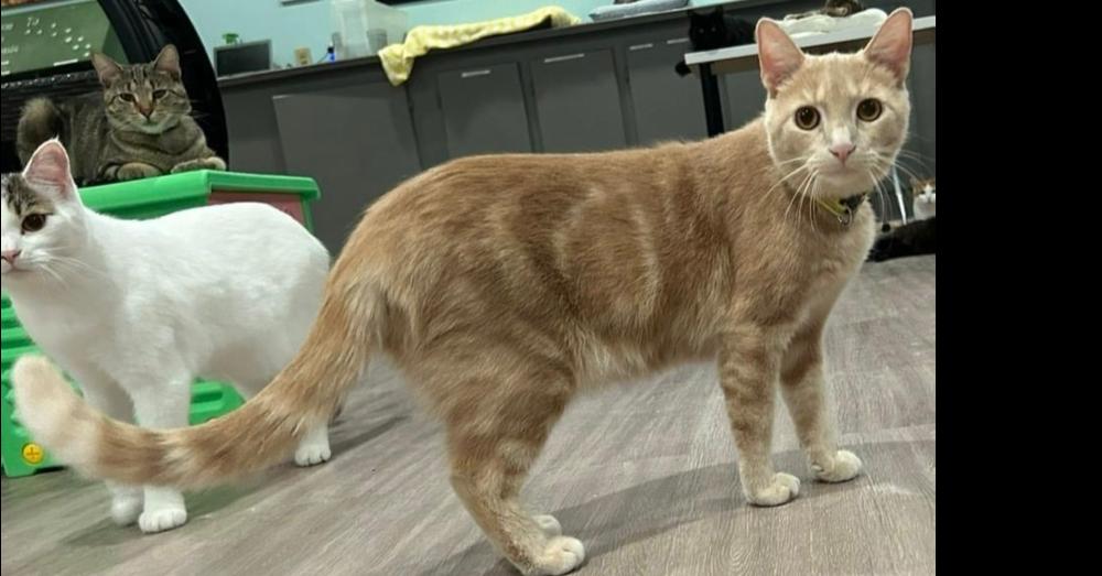 Enlarge Cara, a Adoptable mixed breed in New Cumberland, WV image 1/2