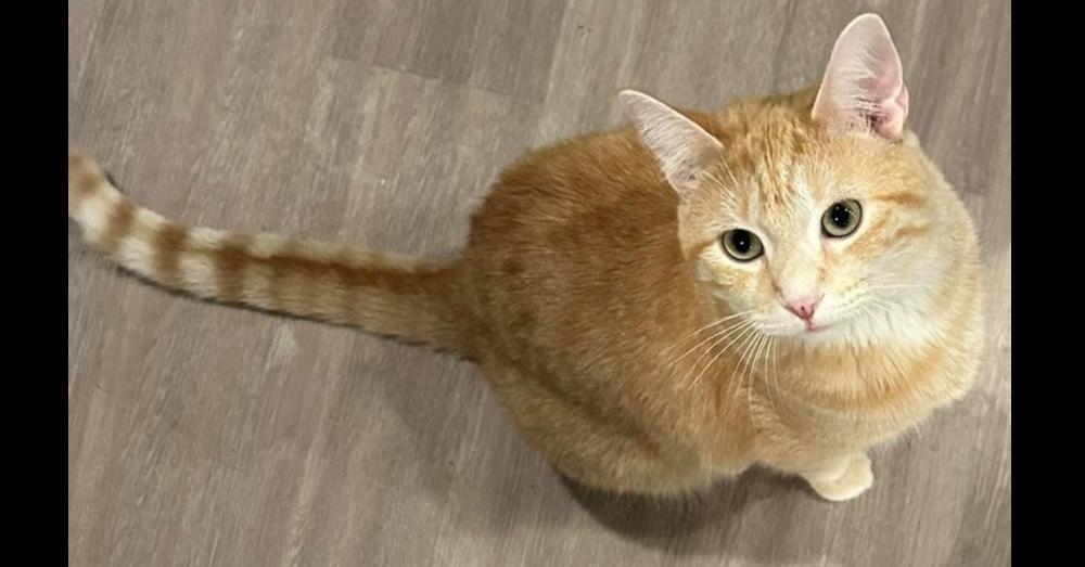 Cara, Adoptable, Adult Female Domestic Medium Hair & Tabby.