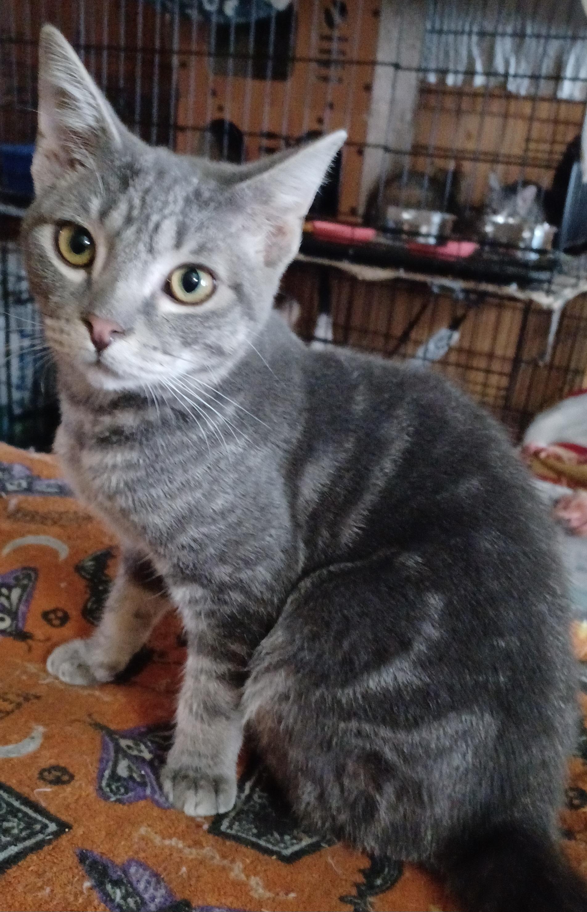 Enlarge Schatzi, a ADOPTABLE Domestic Short Hair in Morgantown, WV image 1/2