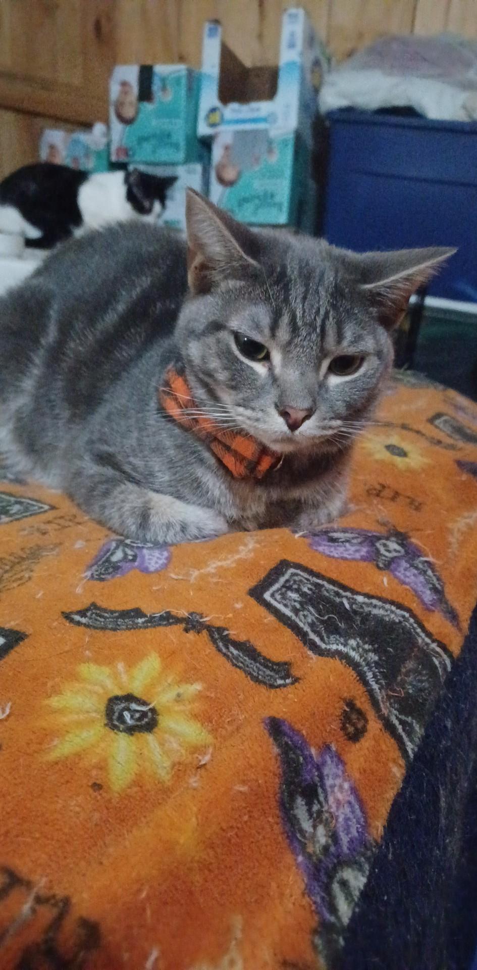 Enlarge Schatzi, a ADOPTABLE Domestic Short Hair in Morgantown, WV image 3/3