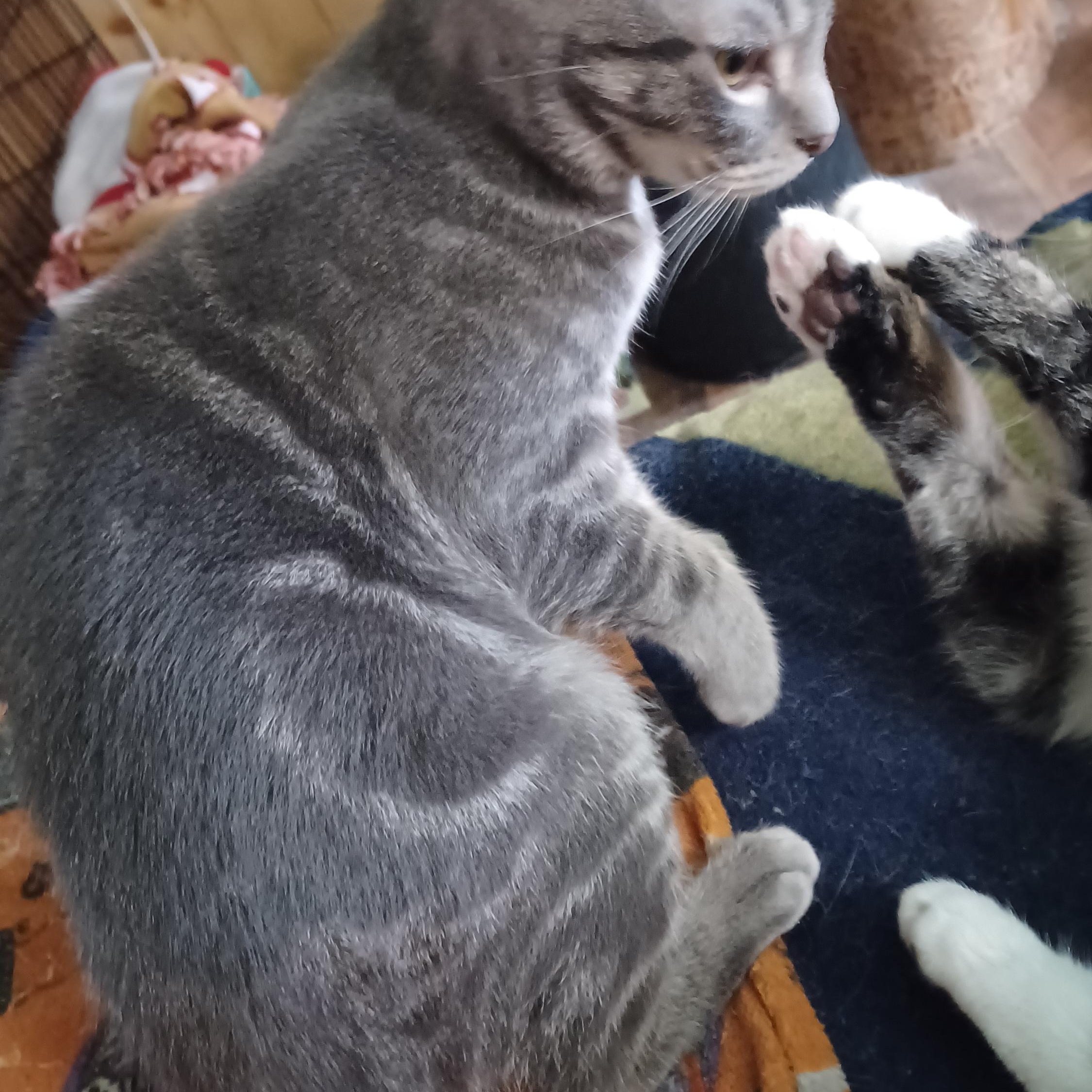 Enlarge Schatzi, a ADOPTABLE Domestic Short Hair in Morgantown, WV image 2/2