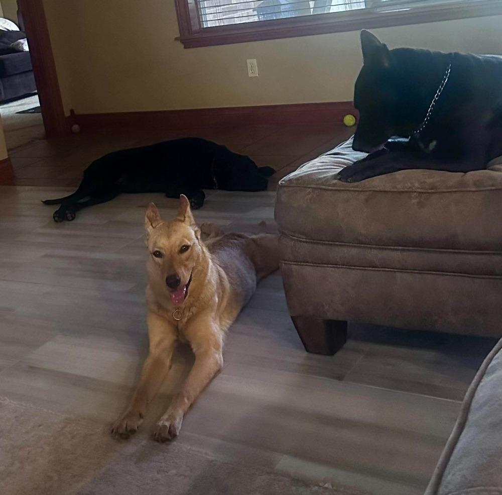Dolly Barkin, Adoptable, Young Female German Shepherd Dog.