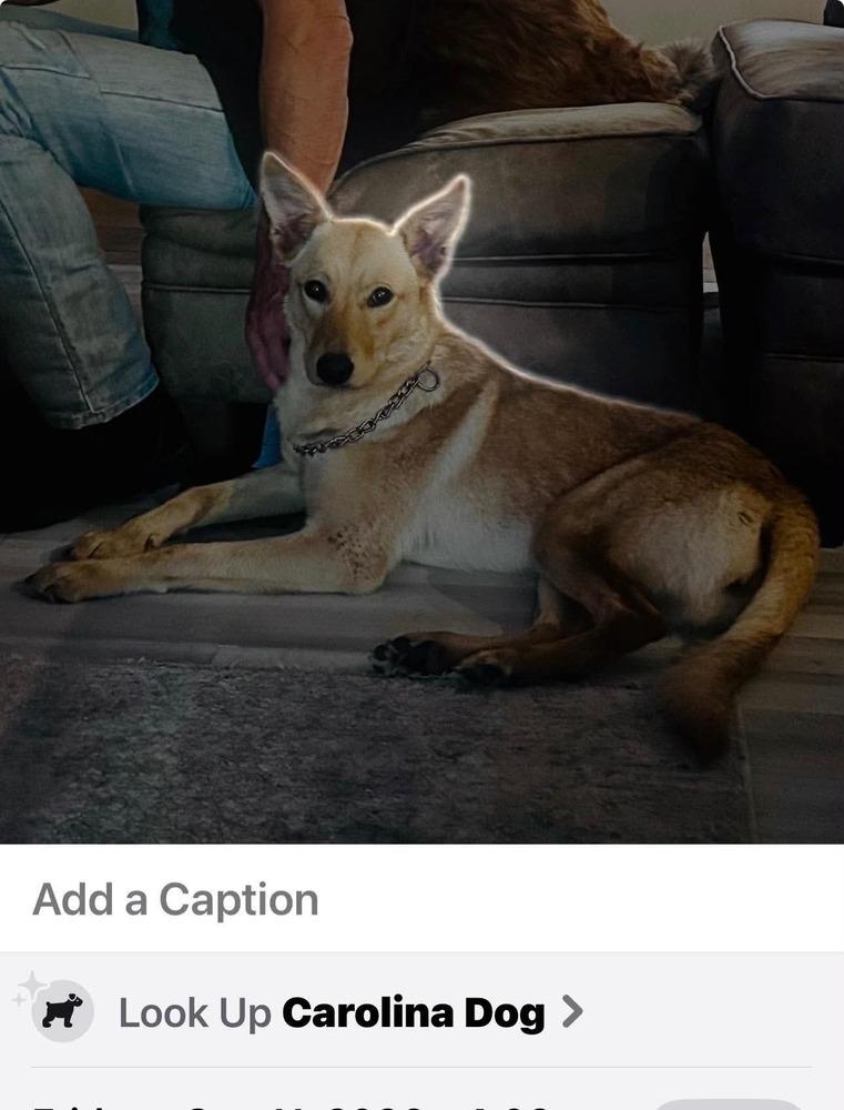 Enlarge Dolly Barkin, a Adoptable mixed breed in Sealy, TX image 2/3