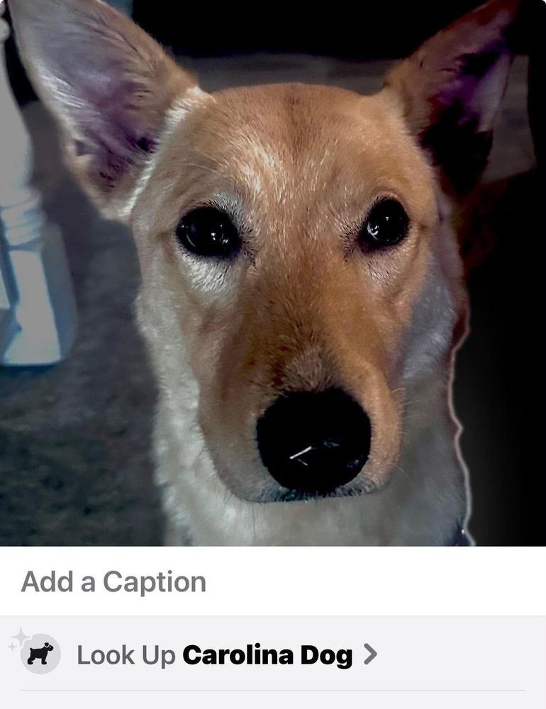 Enlarge Dolly Barkin, a Adoptable mixed breed in Sealy, TX image 3/3