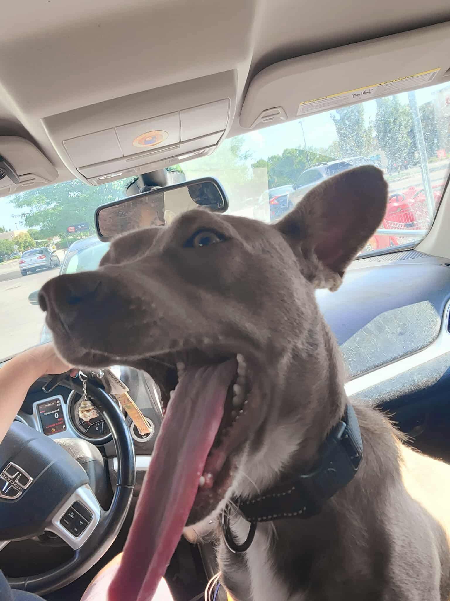 Auggie