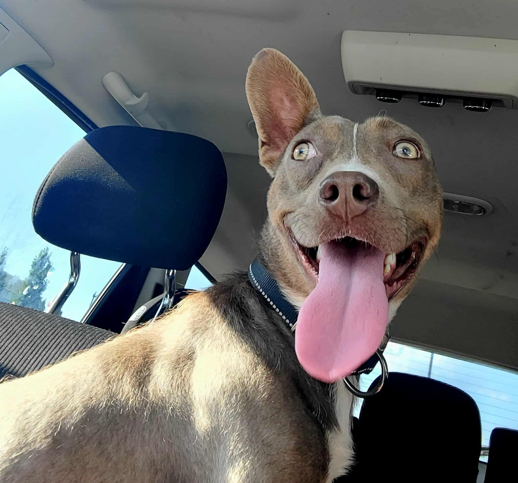 Auggie