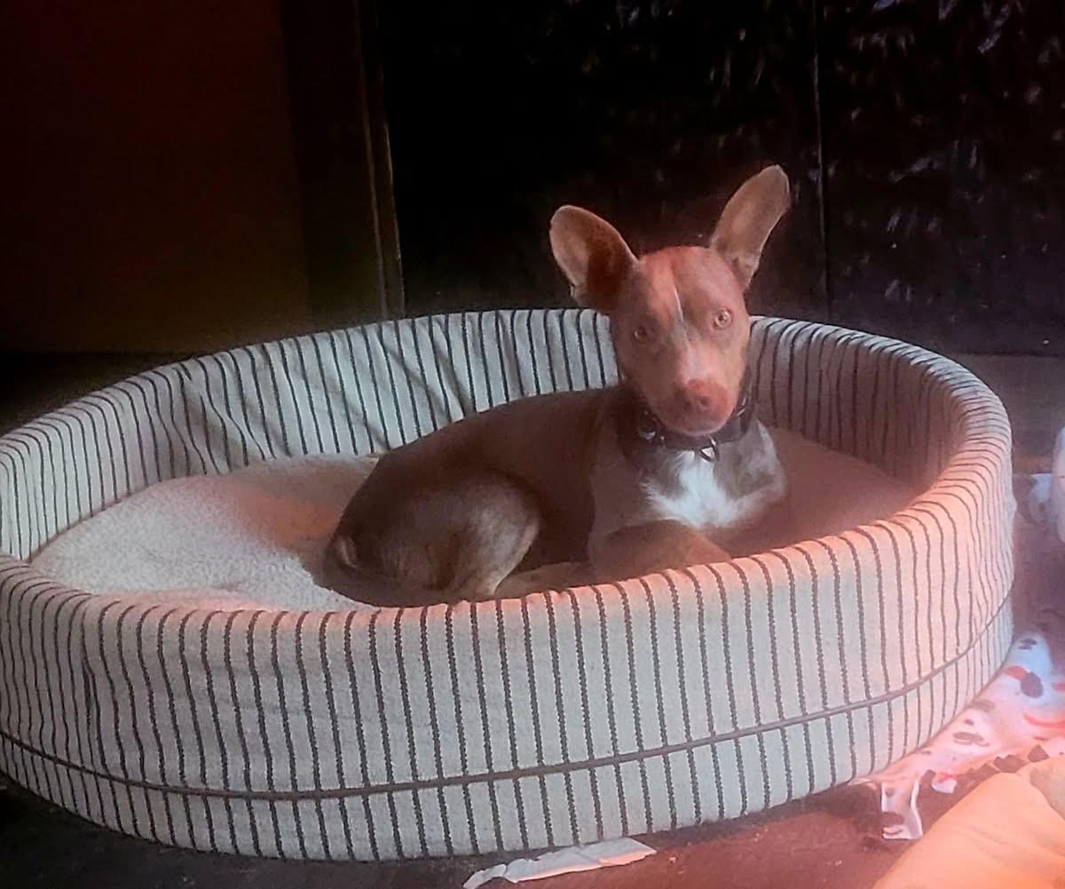 Auggie