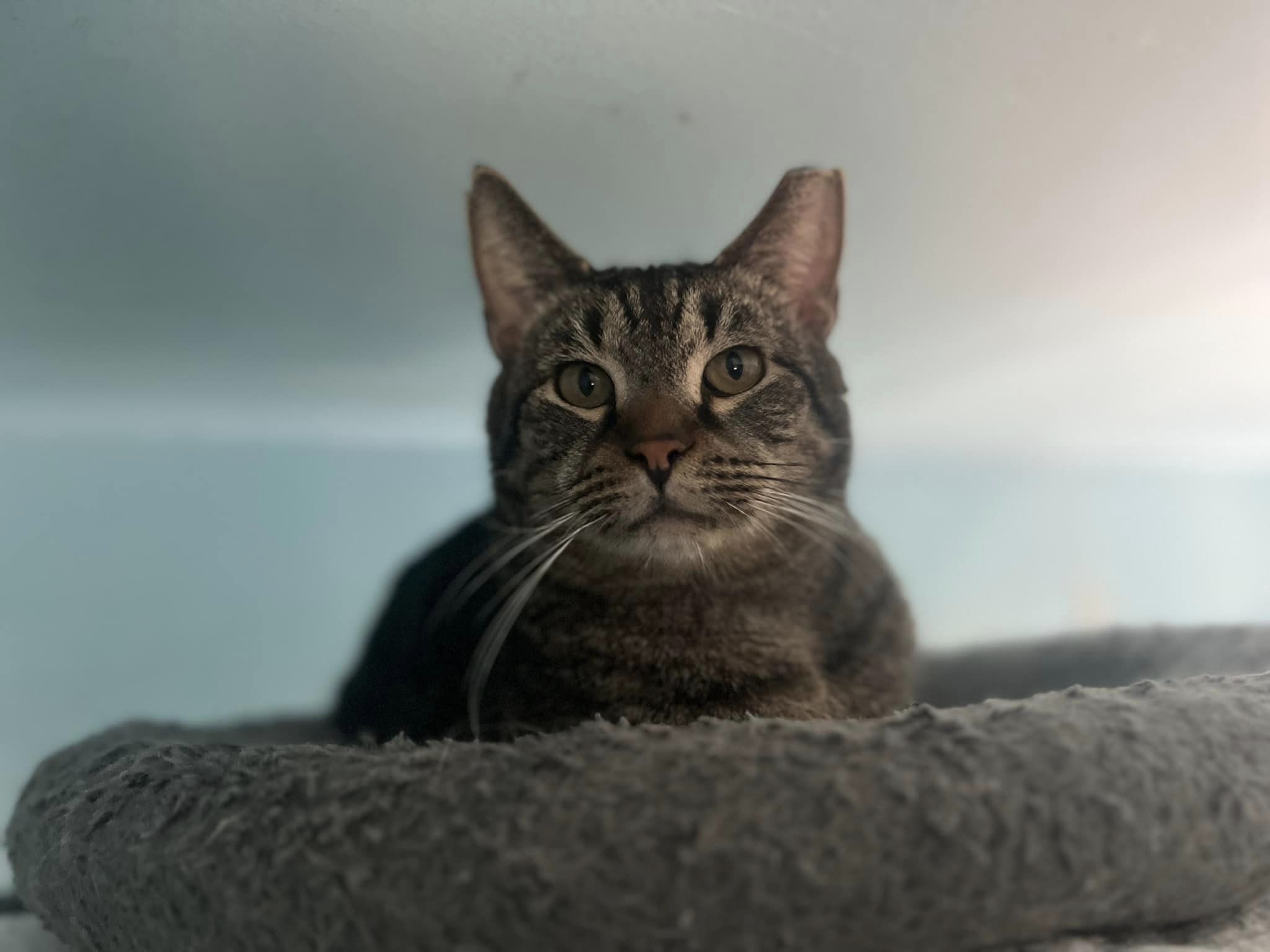 Stephen King, Adoptable, Adult Male Domestic Short Hair.