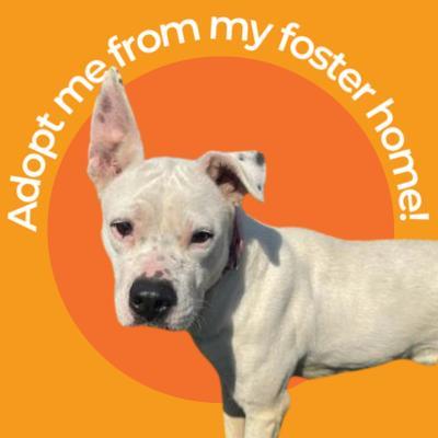 Sugar, ADOPTABLE, Adult Female Pit Bull Terrier.