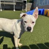 Enlarge Sugar, a ADOPTABLE mixed breed in Hilliard, OH image 2/2