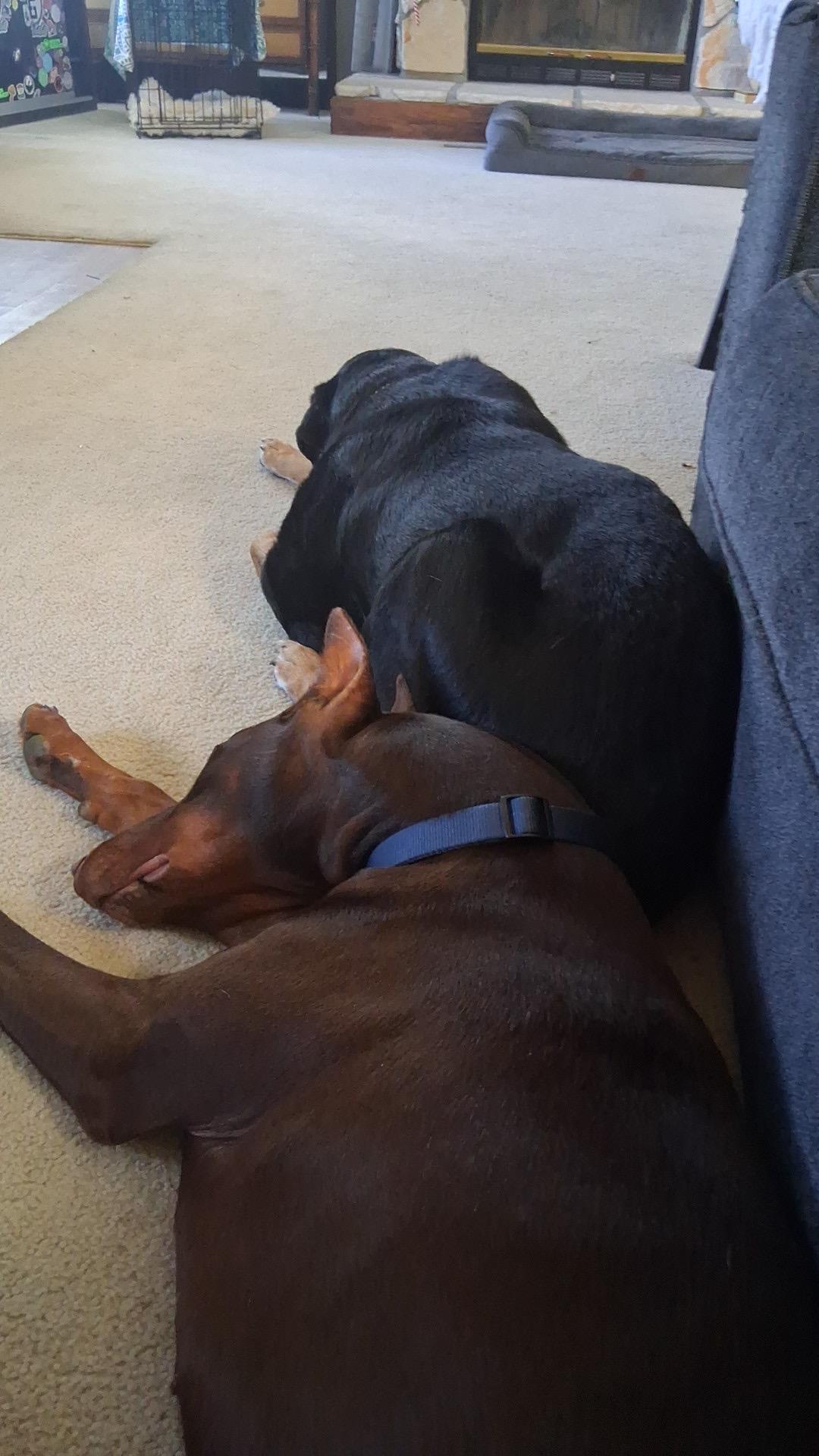 Prince, Adopted, Young Male Doberman Pinscher.