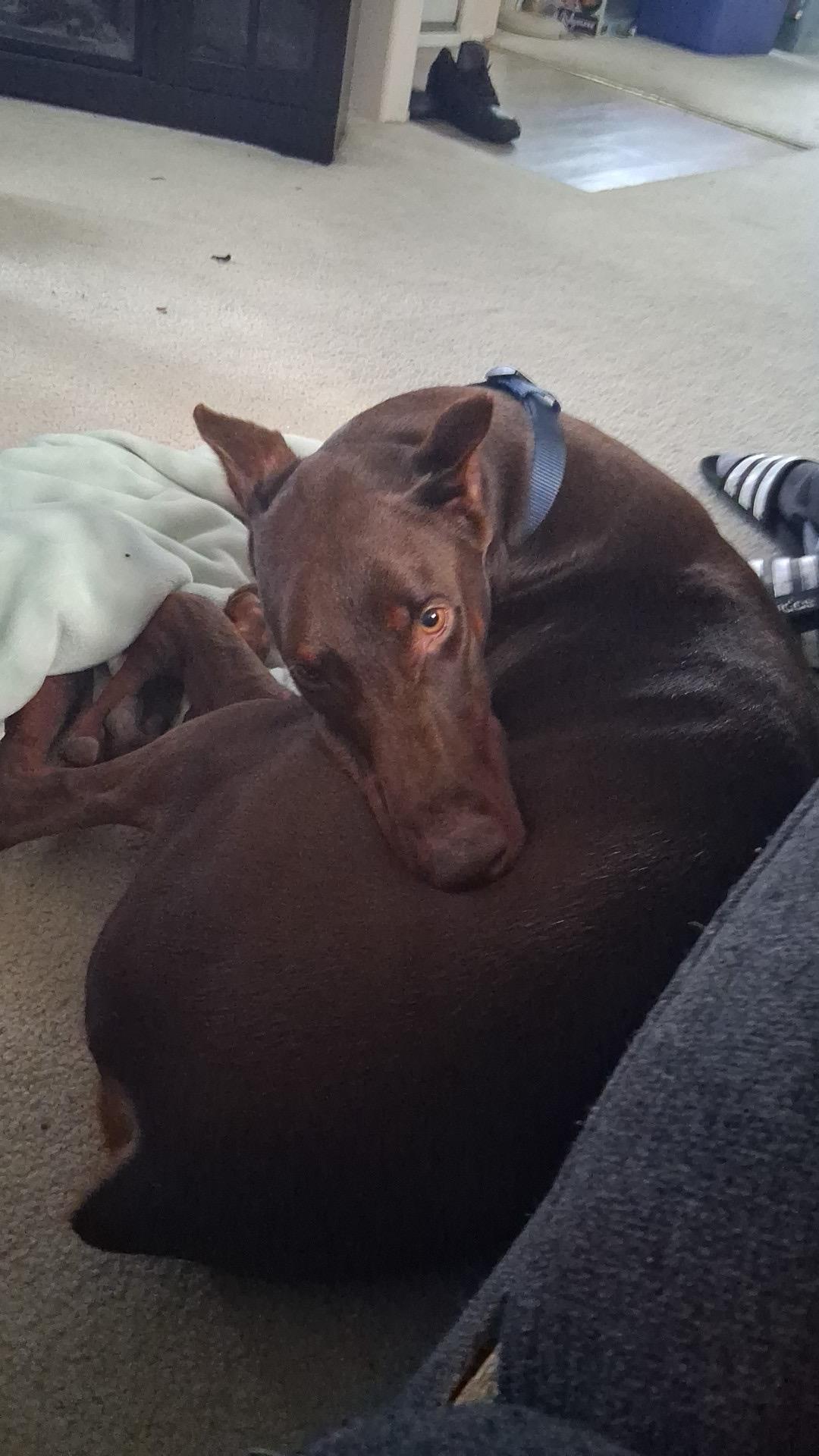 Enlarge Prince, a Adopted Doberman Pinscher in Shoreline, WA image 2/6