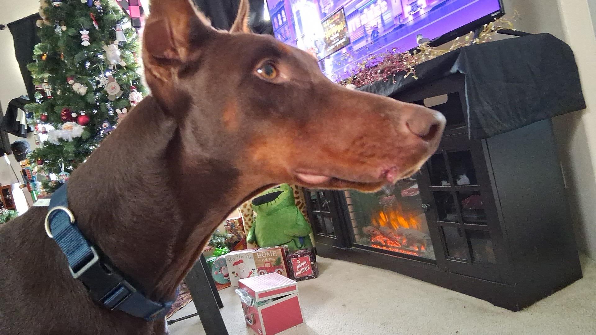 Enlarge Prince, a Adopted Doberman Pinscher in Shoreline, WA image 4/6