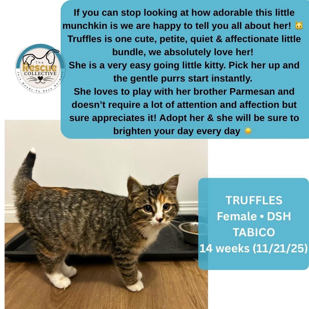 Enlarge Truffles, a ADOPTABLE Domestic Short Hair in Clive, AB image 1/1