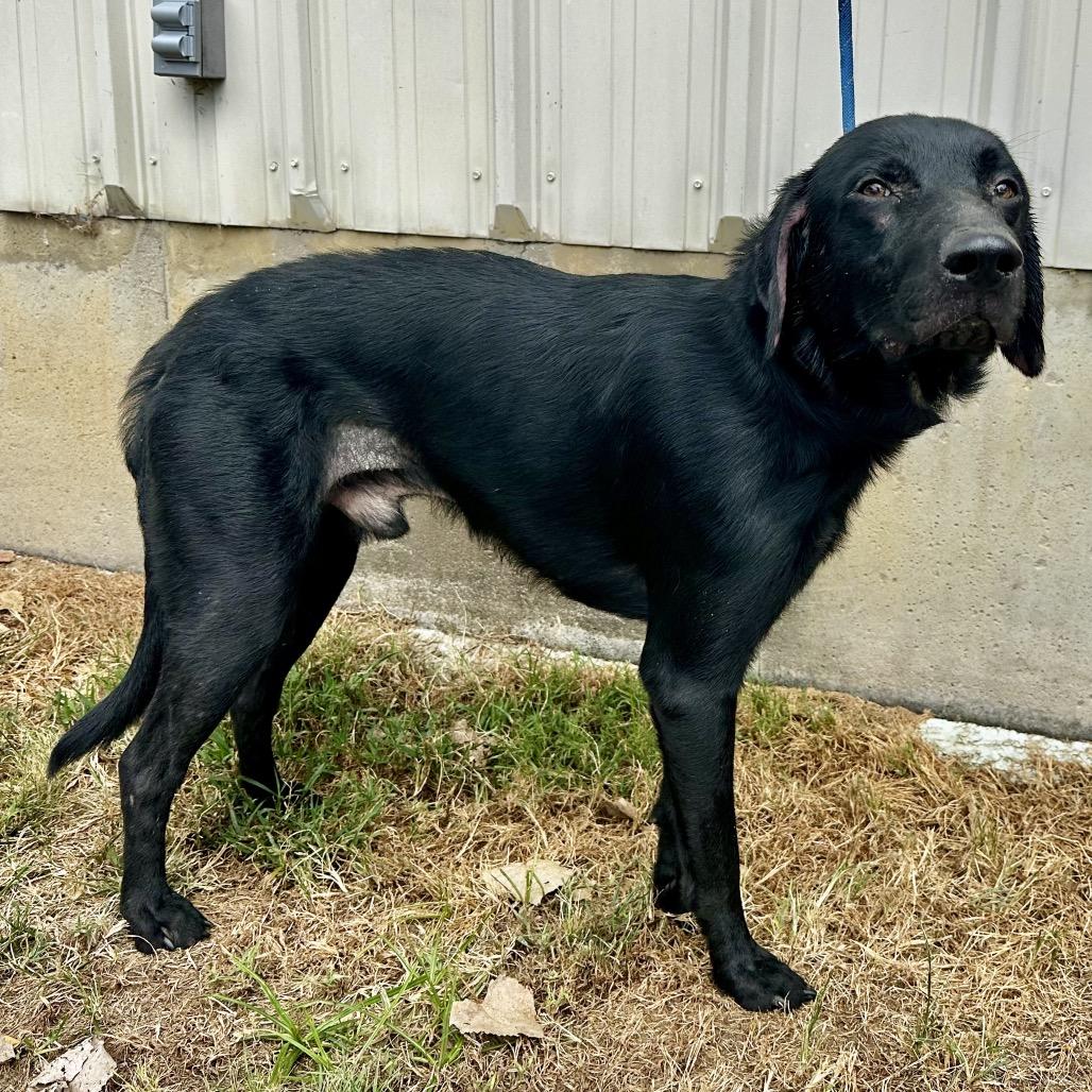 D.J., Adoptable, Adult Male Black Labrador Retriever & Mixed Breed.
