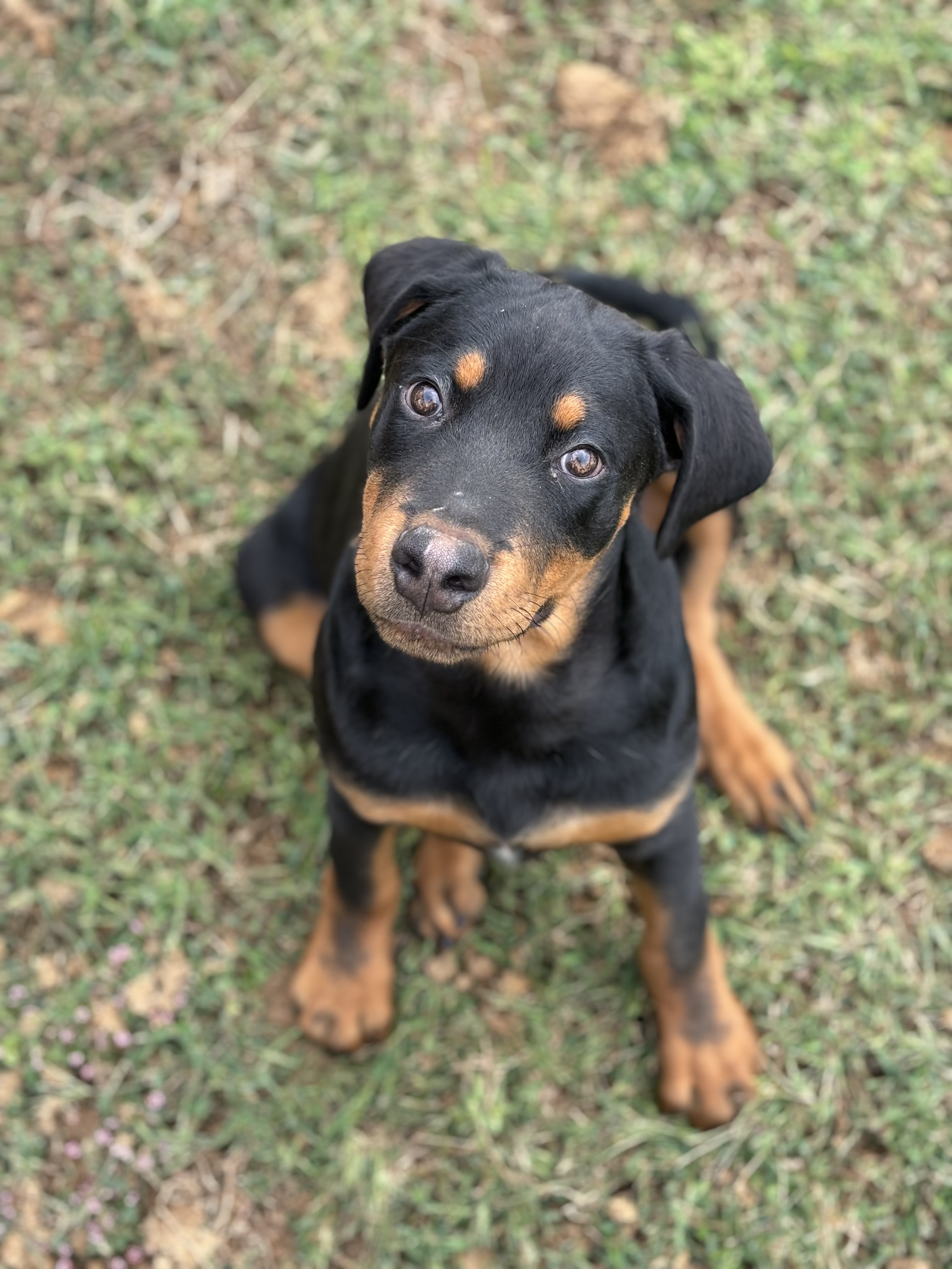 Enlarge Rocco, a Adopted Rottweiler in Covington, TN image 3/5