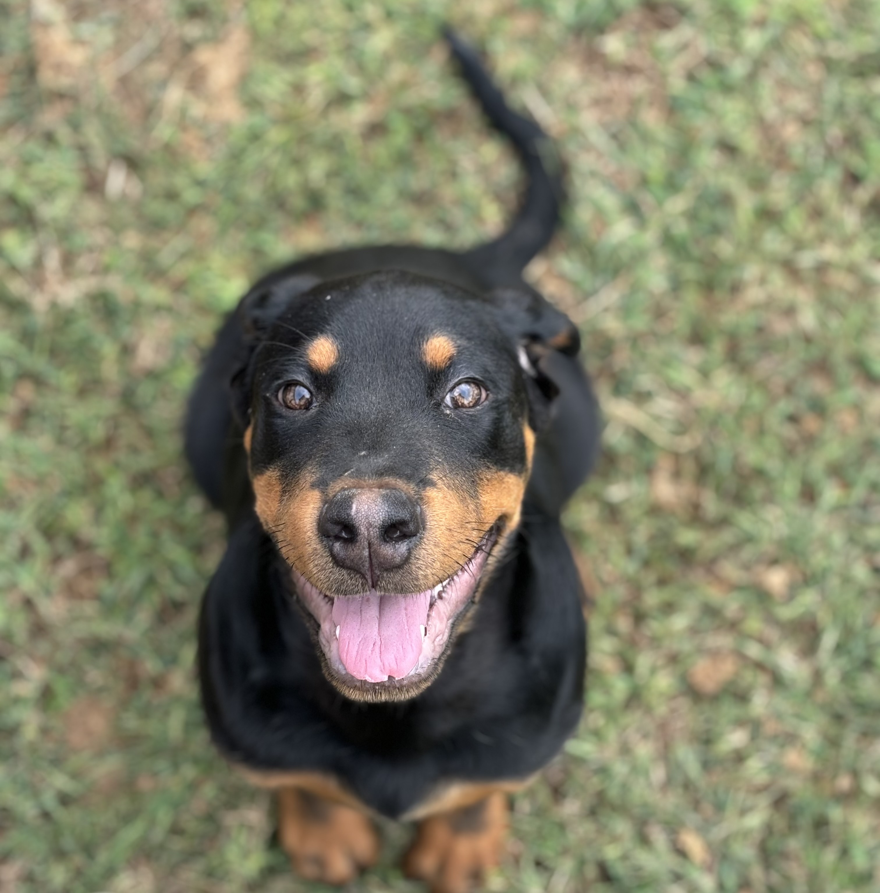 Enlarge Rocco, a Adopted Rottweiler in Covington, TN image 4/5