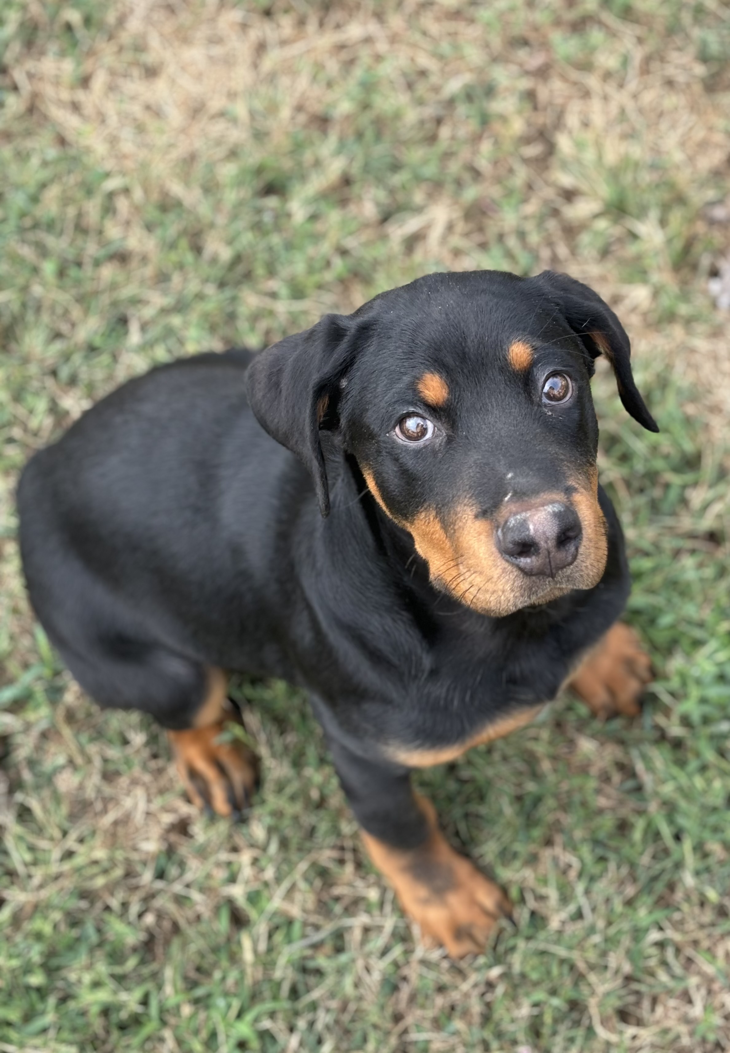 Rocco, Adopted, Puppy Male Rottweiler.