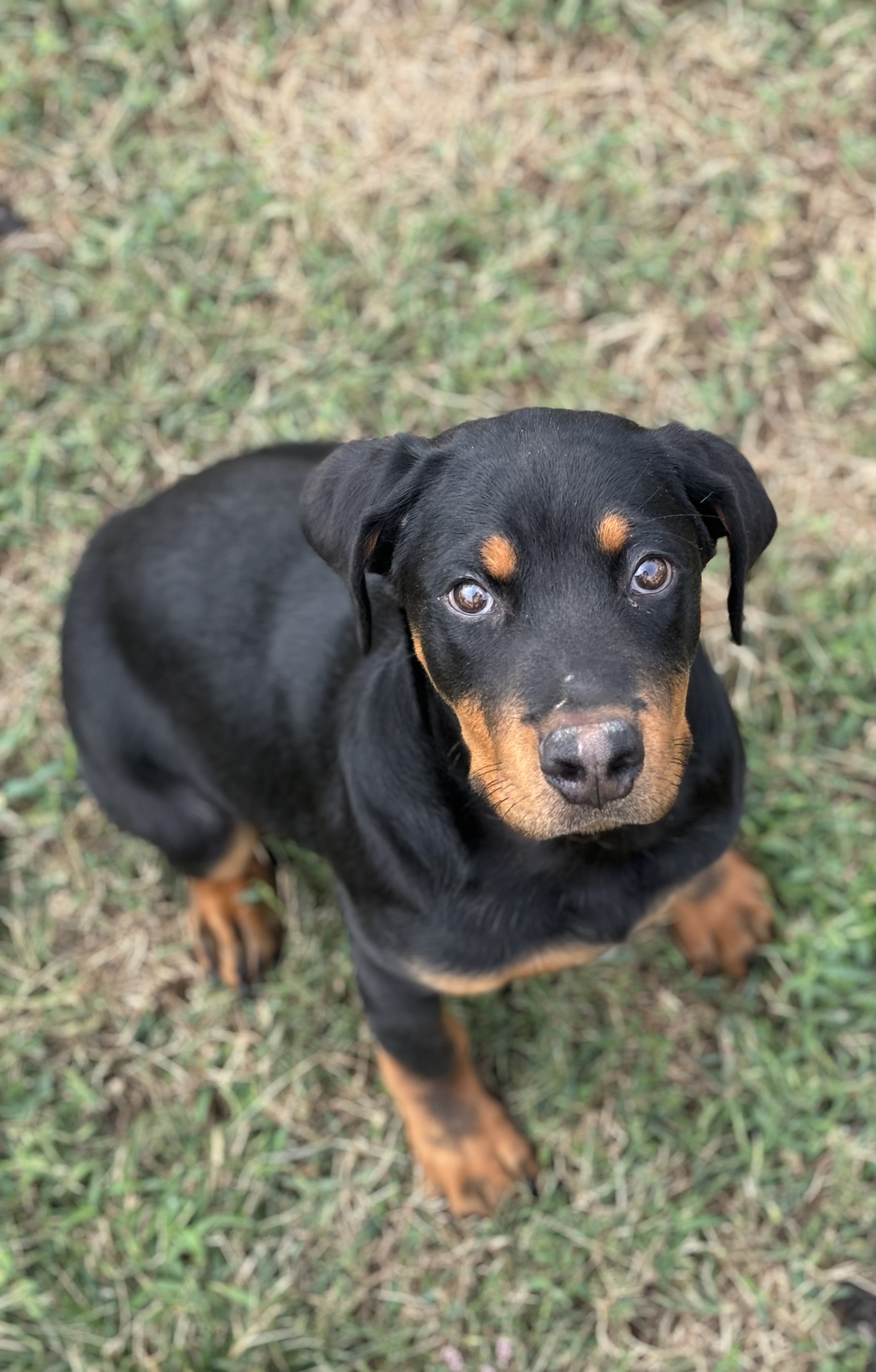 Enlarge Rocco, a Adopted Rottweiler in Covington, TN image 2/5