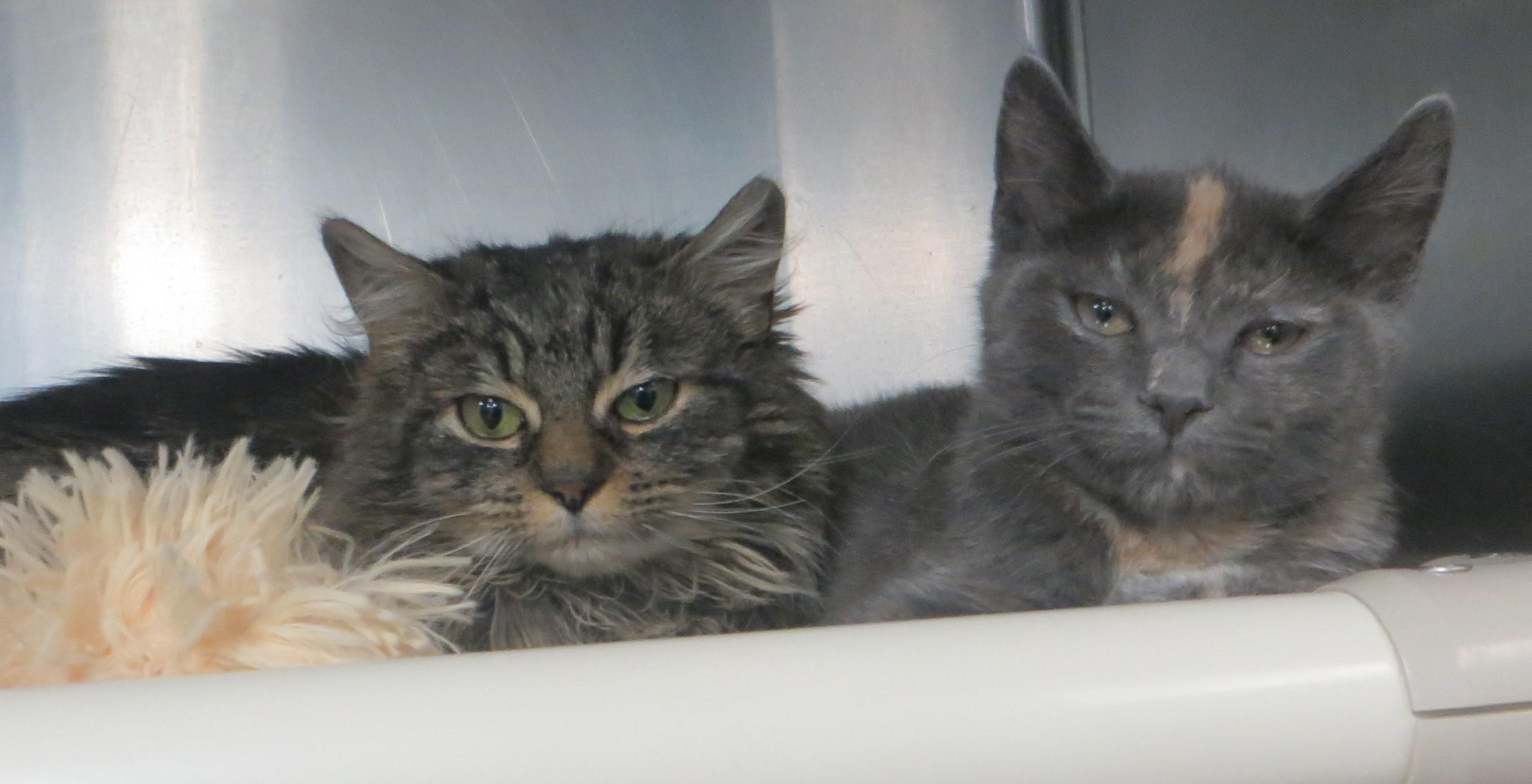 Enlarge Viola & Justine, an adopted Tortoiseshell in Brockton, MA image 4/4