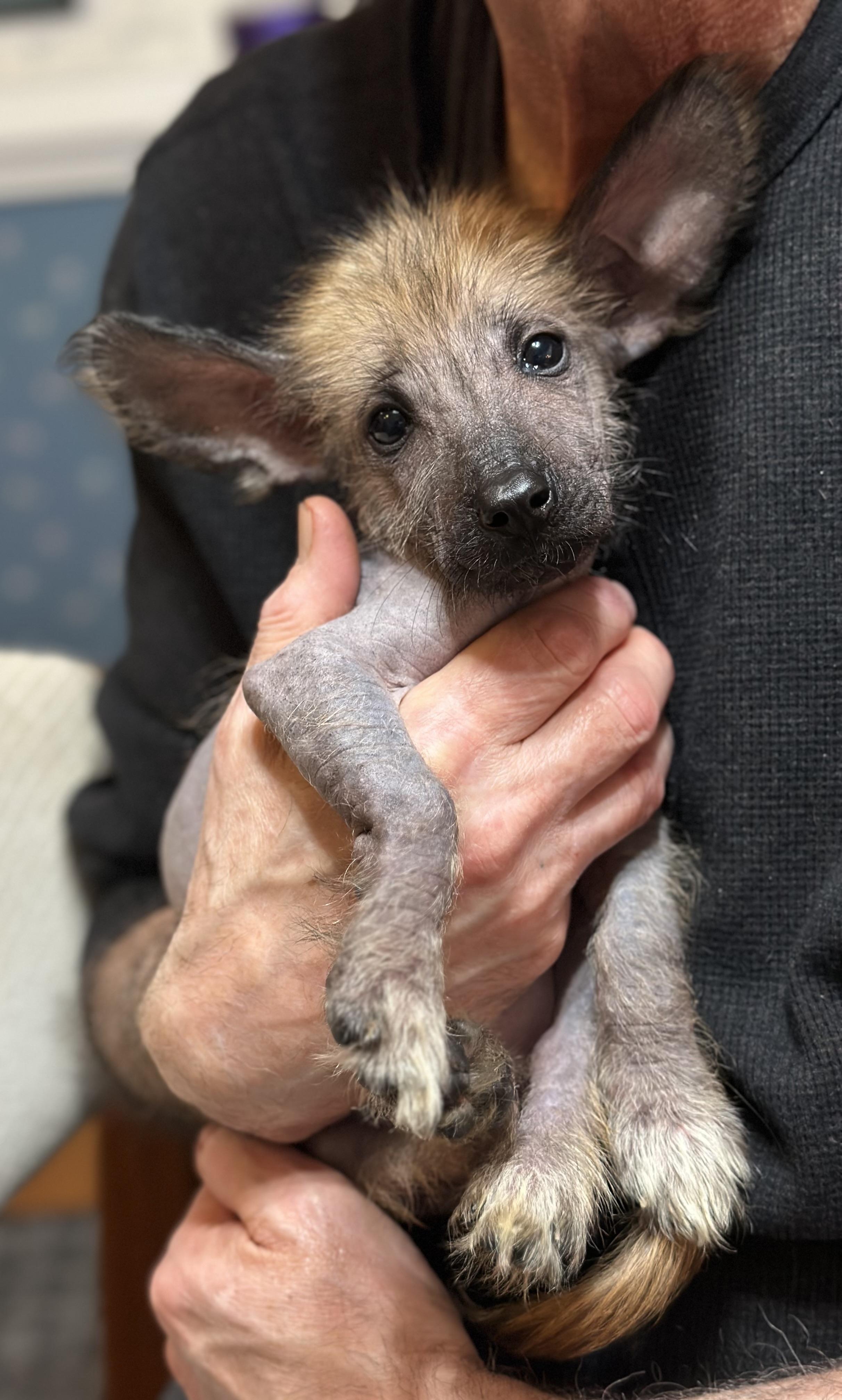 Enlarge Crumpet, an adoptable mixed breed in Atlanta, GA image 1/3