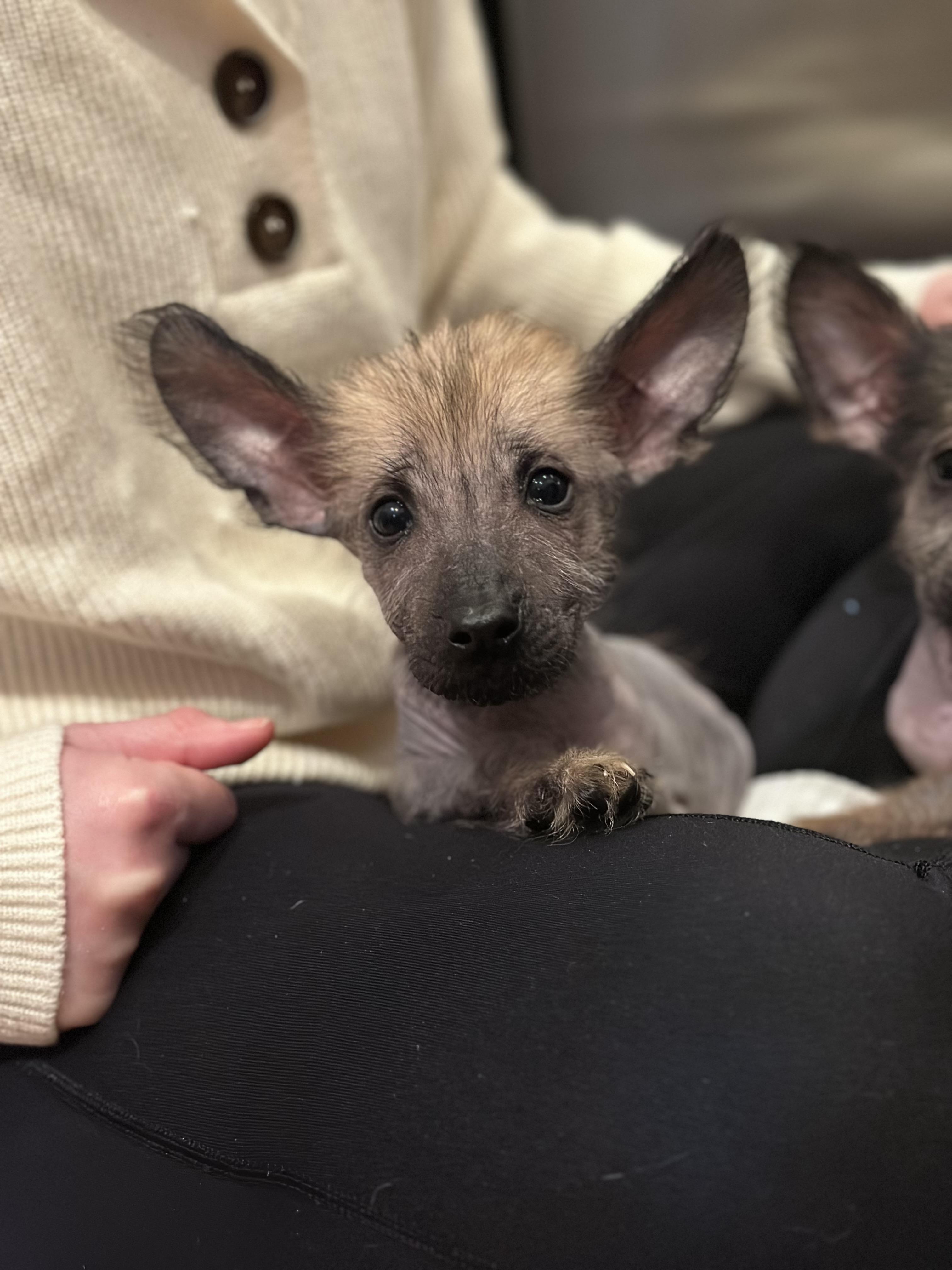 Enlarge Crumpet, an adoptable mixed breed in Atlanta, GA image 3/3