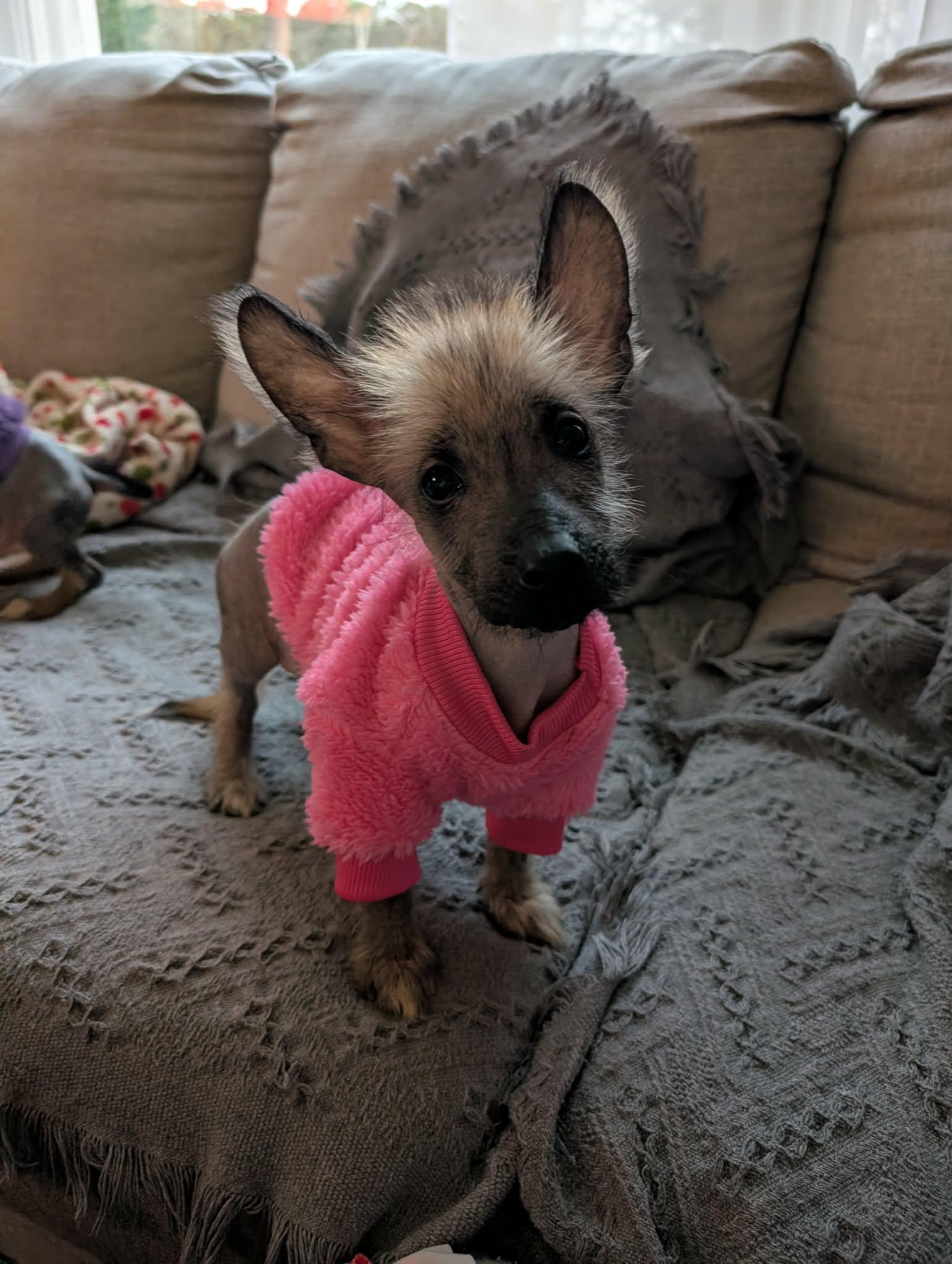 Enlarge Crumpet, an adoptable mixed breed in Atlanta, GA image 2/3