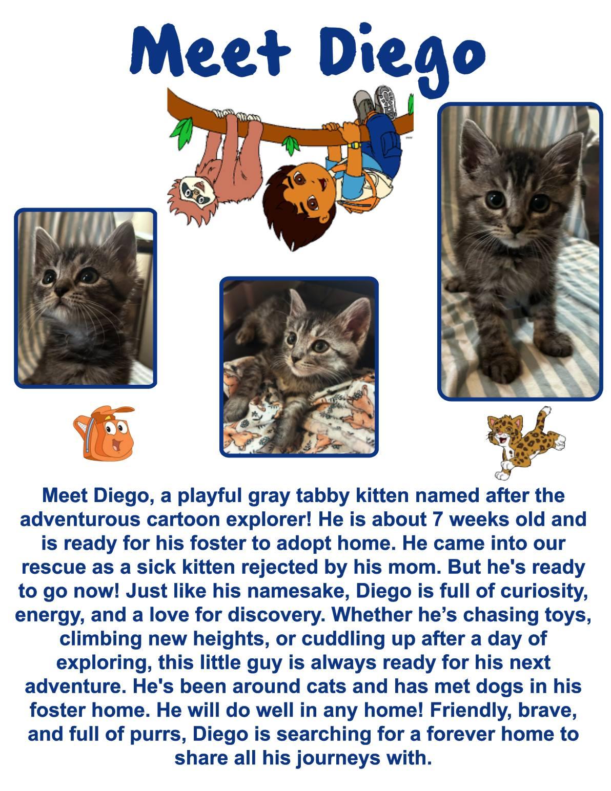 Diago, an adoptable Domestic Short Hair in Clovis, NM, 88101 | Photo Image 1