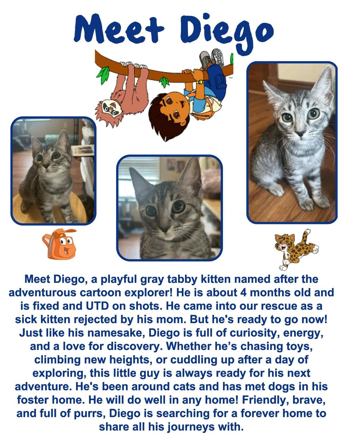 Diago, an adoptable Domestic Short Hair in Clovis, NM, 88101 | Photo Image 1
