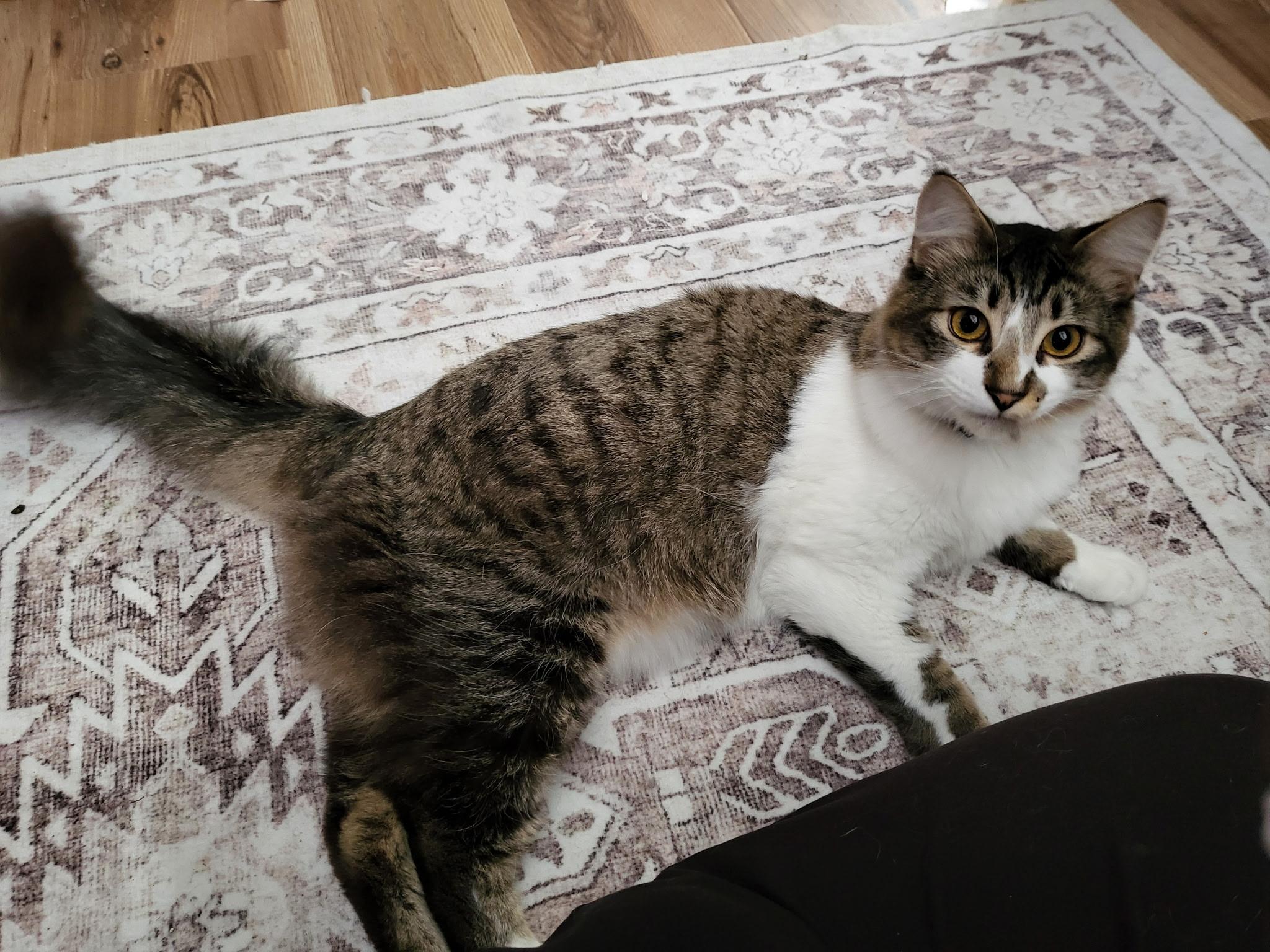 Enlarge Venti, an adopted Domestic Long Hair in Crockett, CA image 1/1