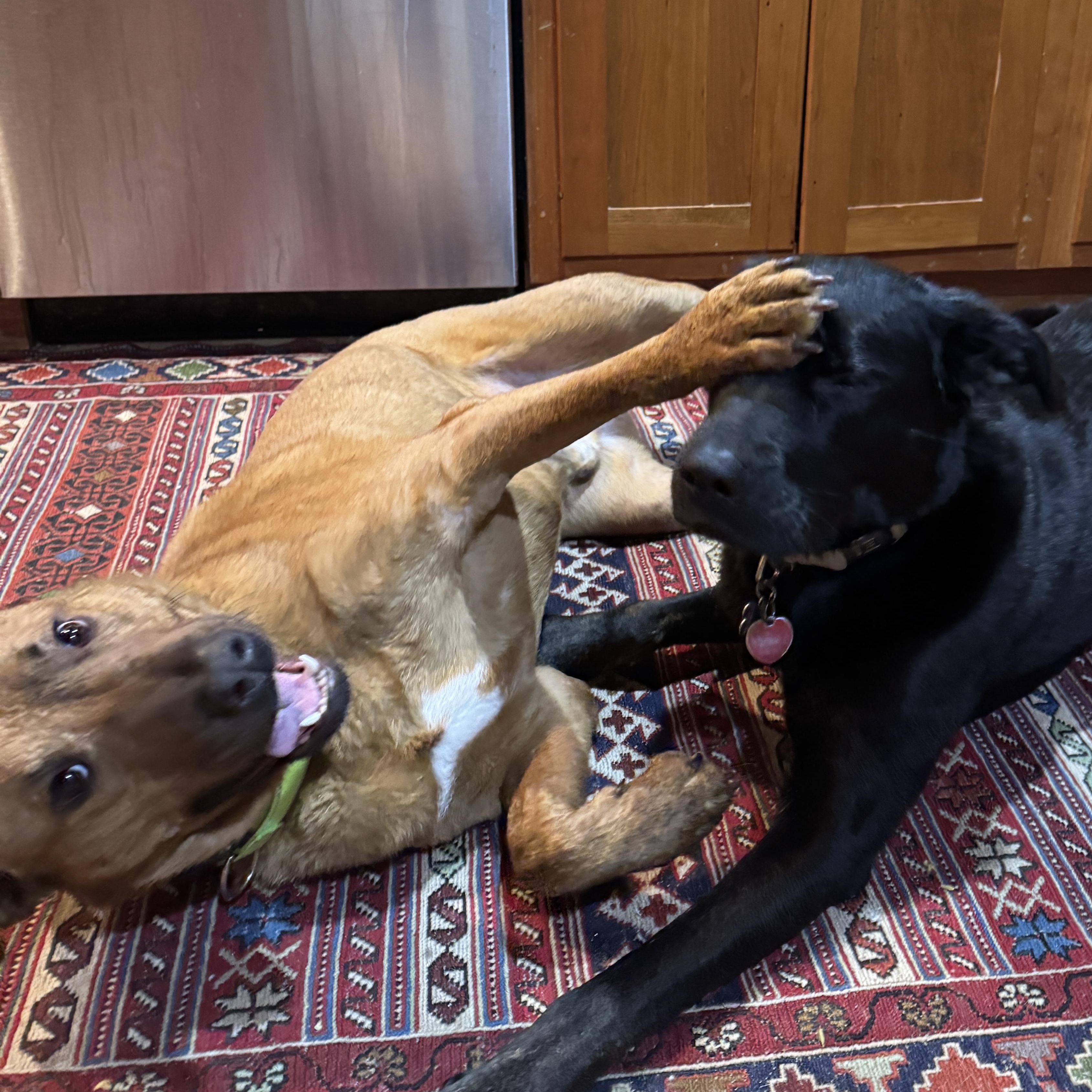 Rocky — thumbnail 4