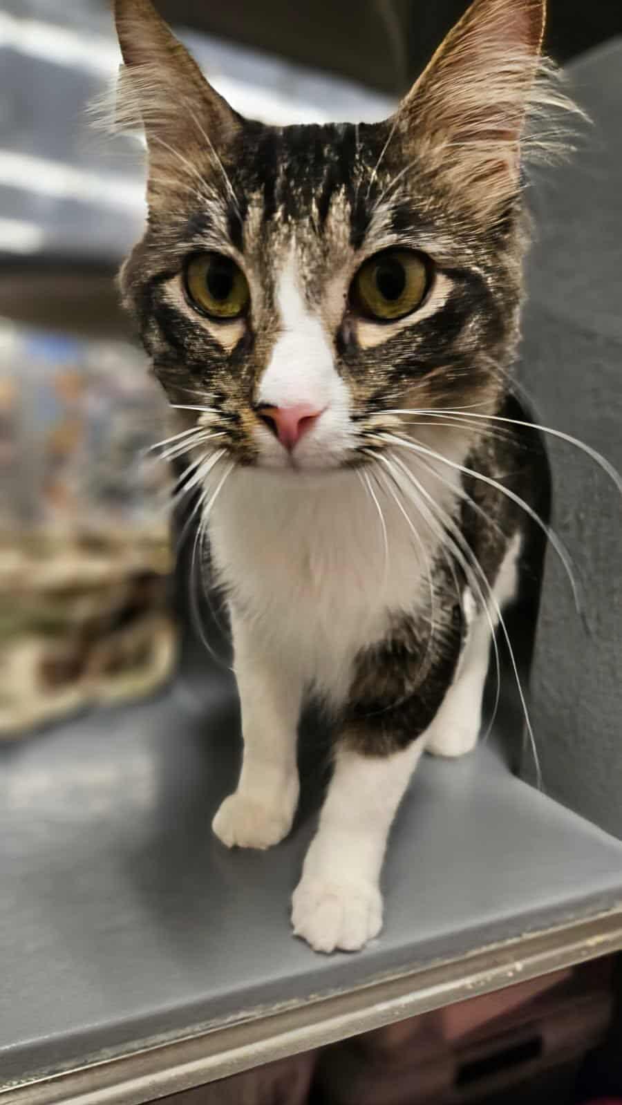 Enlarge Floyd, an adoptable Domestic Medium Hair in Sioux Falls, SD image 4/6