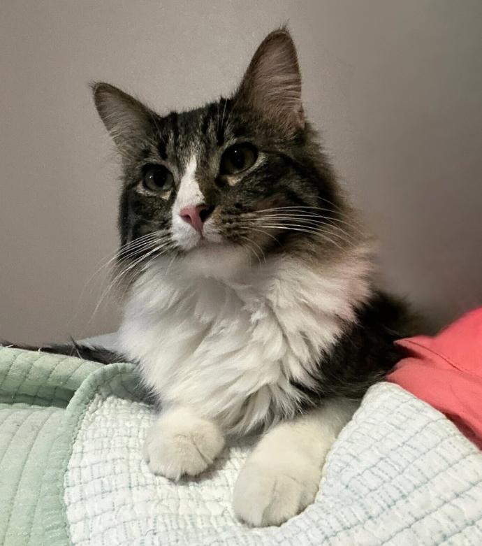 Enlarge Floyd, an adoptable Domestic Medium Hair in Sioux Falls, SD image 2/6