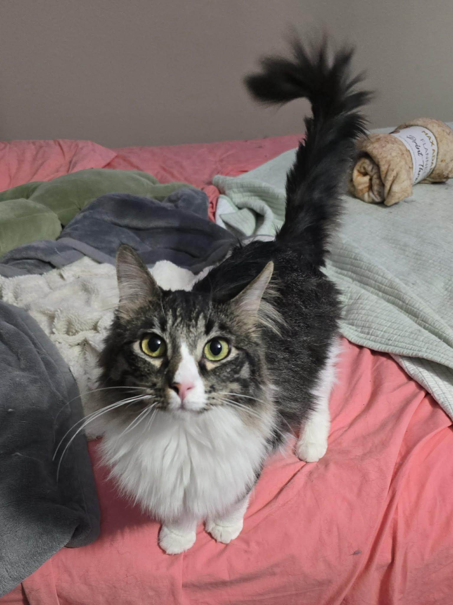 Floyd, adoptable, Kitten Male Domestic Medium Hair.