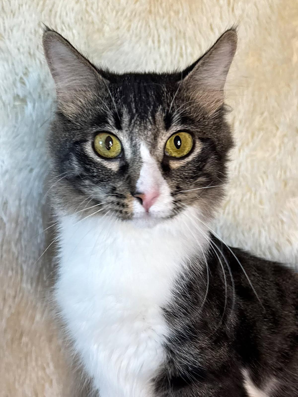 Enlarge Floyd, an adoptable Domestic Medium Hair in Sioux Falls, SD image 3/6