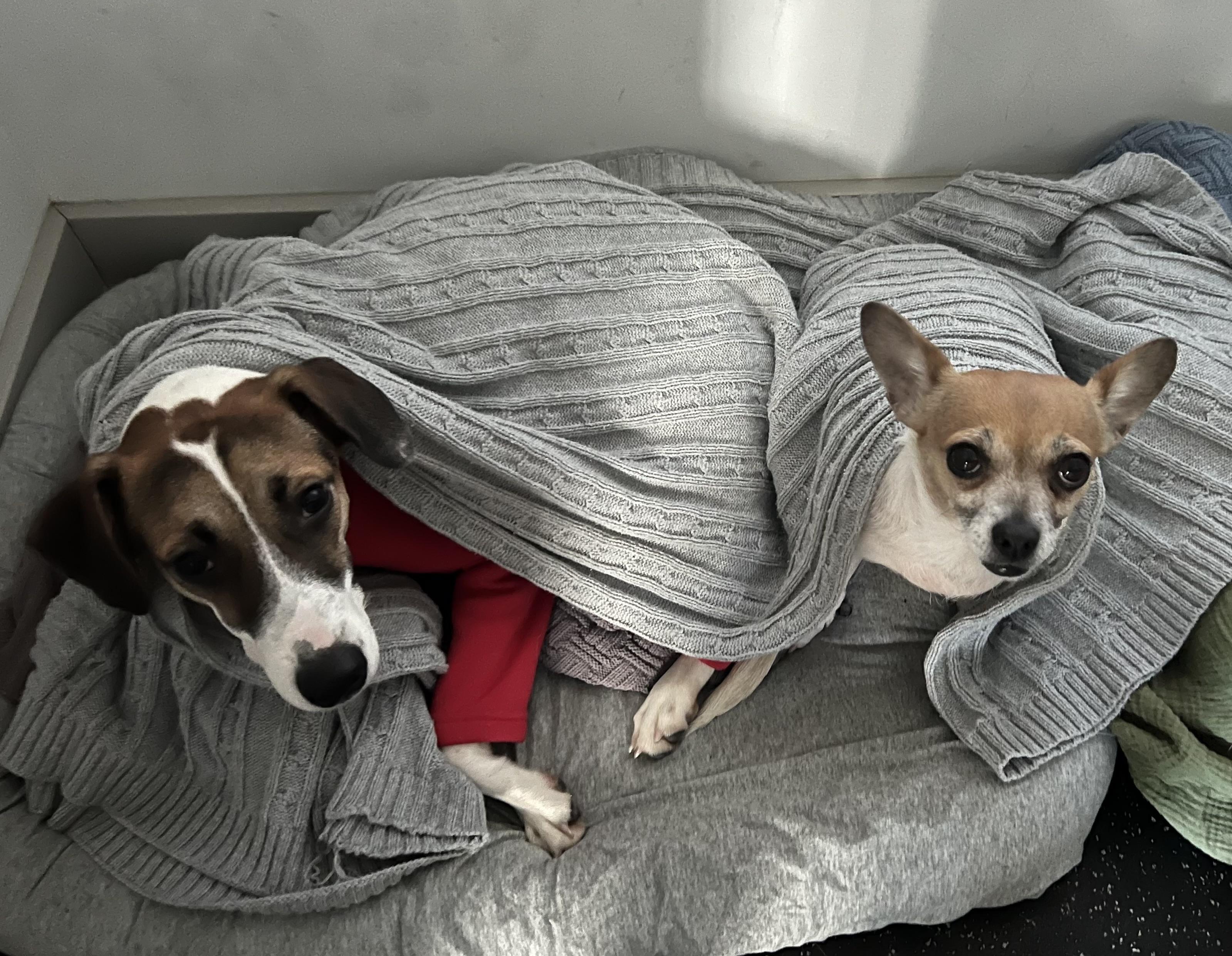 Enlarge Deena, a ADOPTABLE mixed breed in New York, NY image 6/6