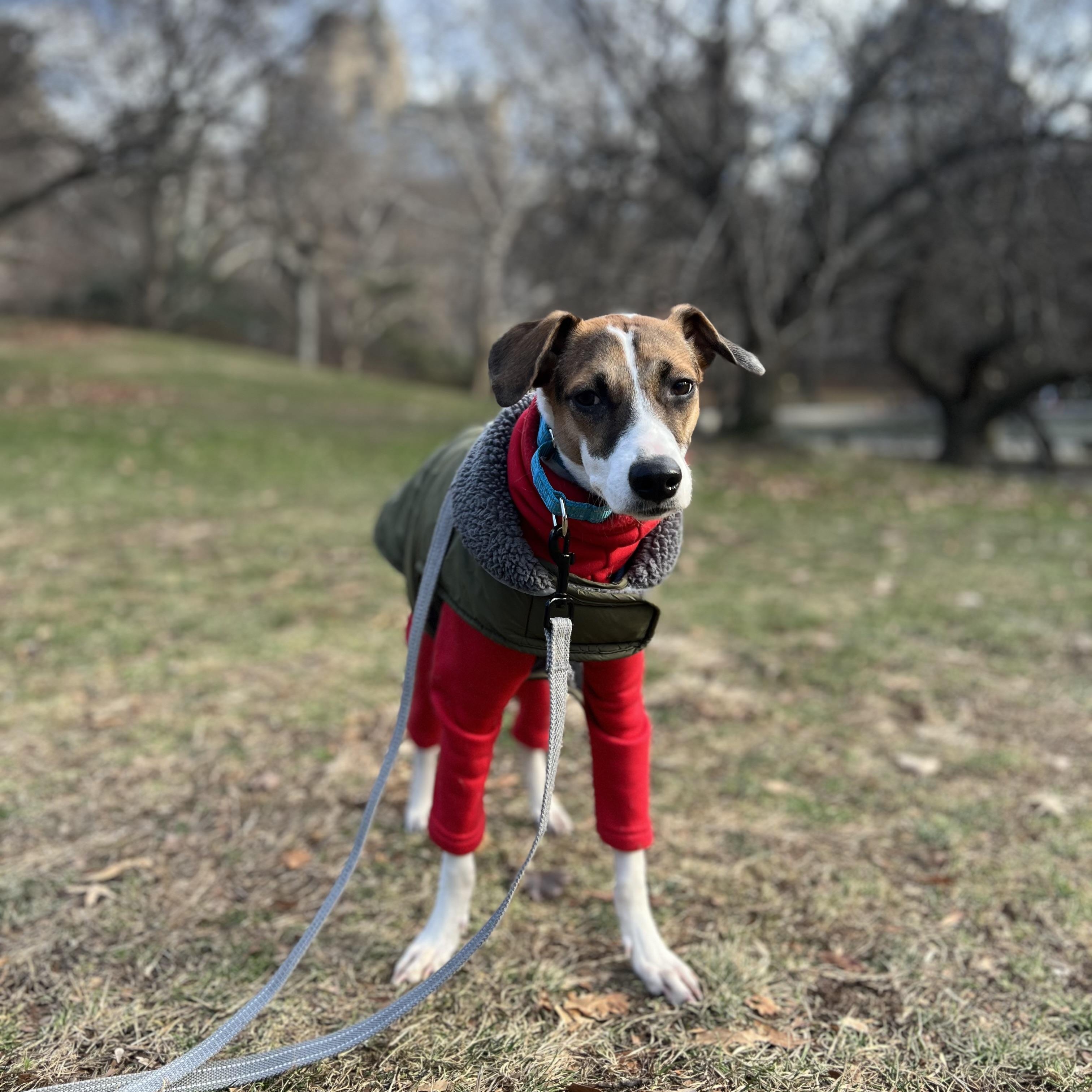 Enlarge Deena, a ADOPTABLE mixed breed in New York, NY image 1/6