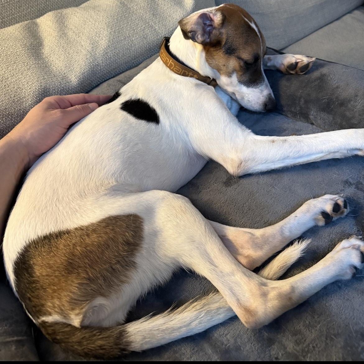 Enlarge Deena, a ADOPTABLE mixed breed in New York, NY image 4/6