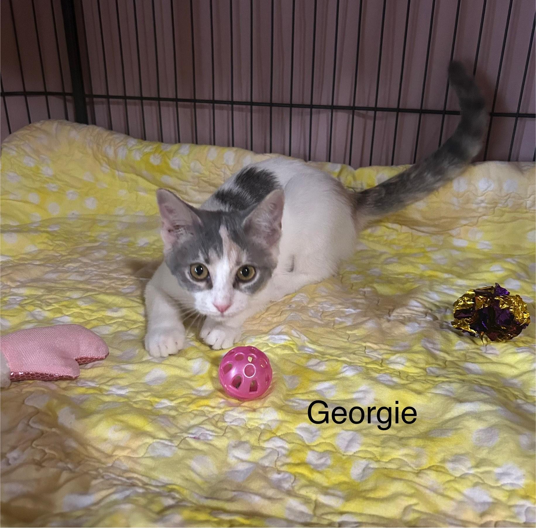 Georgie